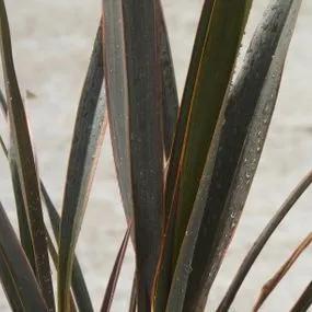 Sundowner Flax Lily Plants (Phormium Sundowner) 1